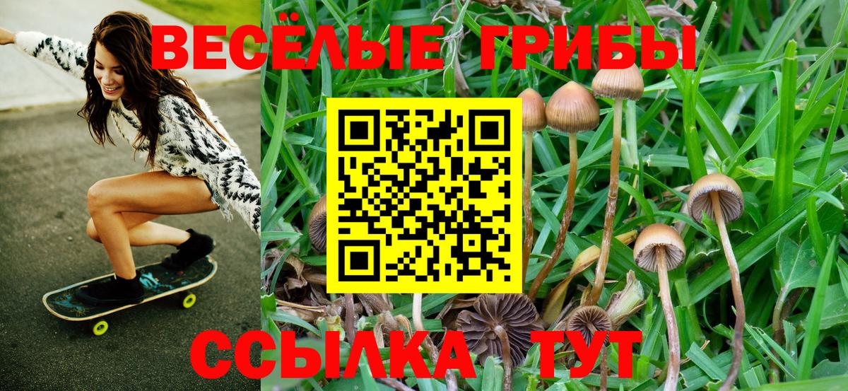 Кингисепп  Галлюциногенные грибы GOLDEN TEACHER  Вход с VPN 